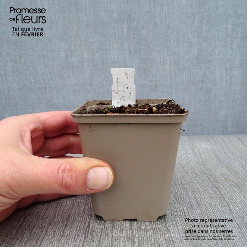 Spécimen de Baptisia albescens ex Pink Form - Lupin indigo Godet de 8/9 cm tel que livré en hiver