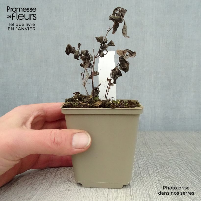 Spécimen de Baptisia australis minor Dark Blue - Lupin indigo Godet de 8/9 cm tel que livré en hiver