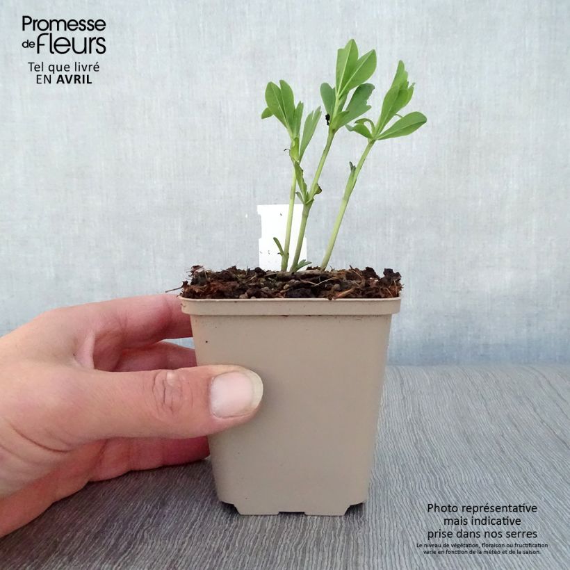 Spécimen de Baptisia australis minor Dark Blue - Lupin indigo Godet de 8/9 cm tel que livré au printemps