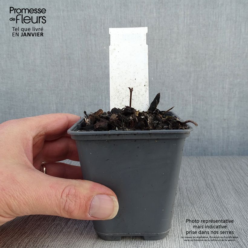 Spécimen de Baptisia bracteata - Faux Lupin Godet de 8/9 cm tel que livré en hiver