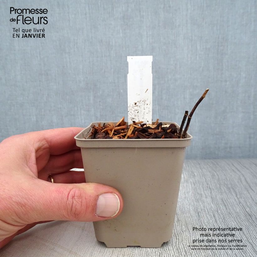 Spécimen de Baptisia pendula alba - Faux indigo blanc Godet de 8/9 cm tel que livré en hiver