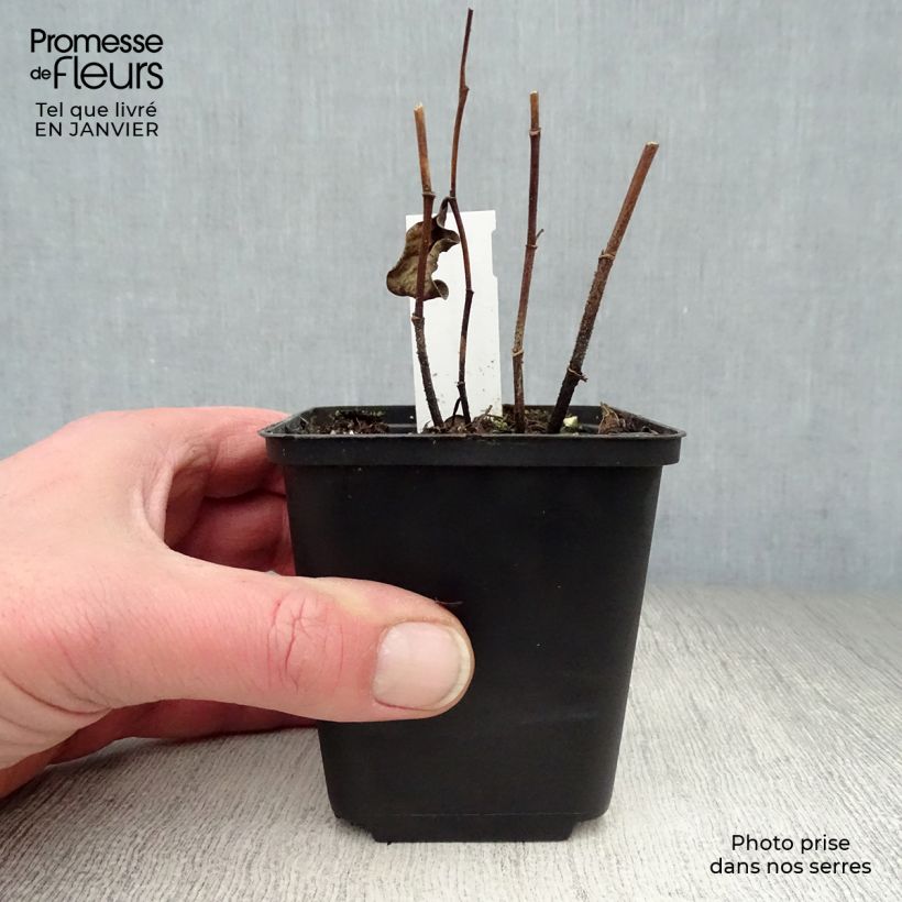 Spécimen de Baptisia sphaerocarpa (= viridis) - Faux indigo jaune. Godet de 8/9 cm tel que livré en hiver