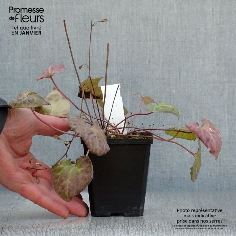 Spécimen de Beesia calthifolia Godet de 8/9 cm tel que livré en hiver