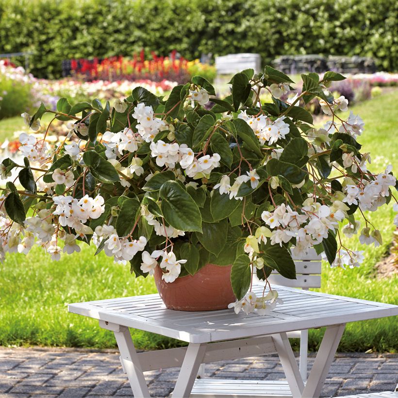 Begonia Dragon Wing White (Port)
