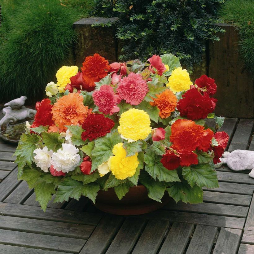 Begonia Fimbriata mix 6 couleurs (Port)