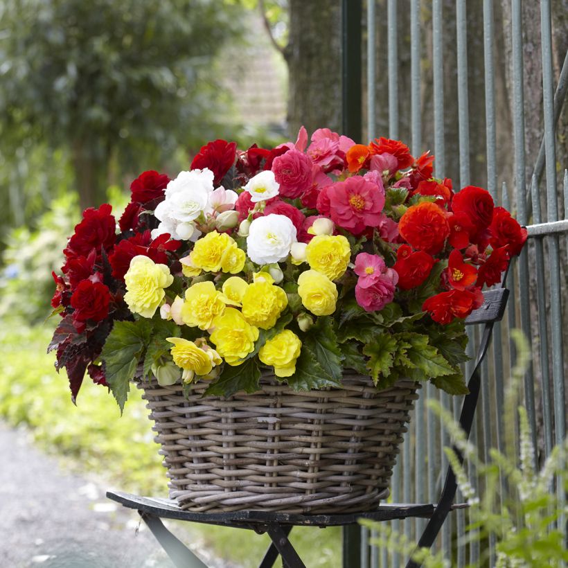 Begonia multiflora Maxima mix 6 couleurs (Port)