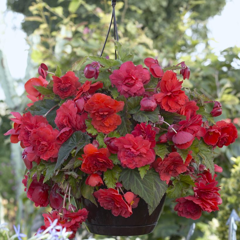 Bégonia double retombant Red Glory - Begonia Odorata  (Floraison)
