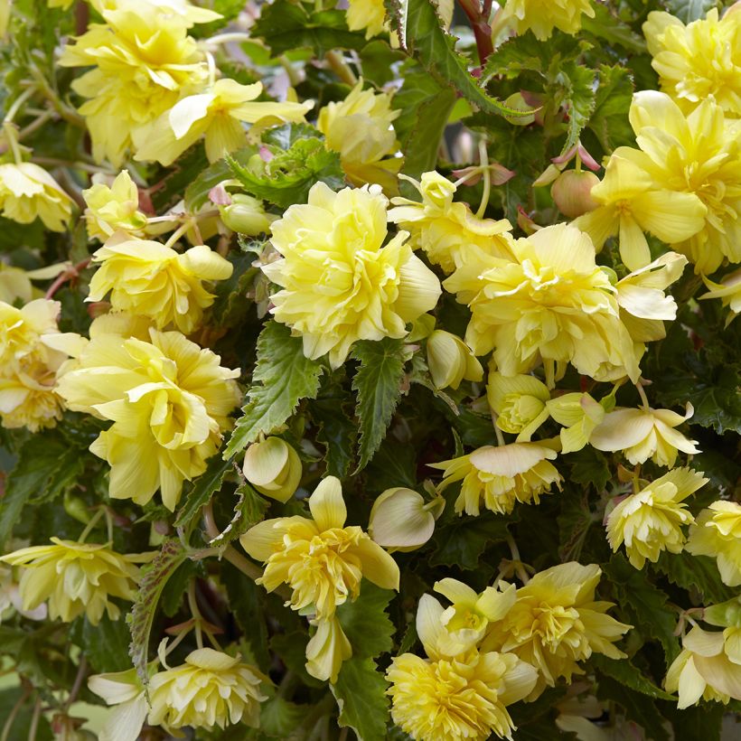 Bégonia retombant Cascade Yellow - Begonia Pendula (Floraison)