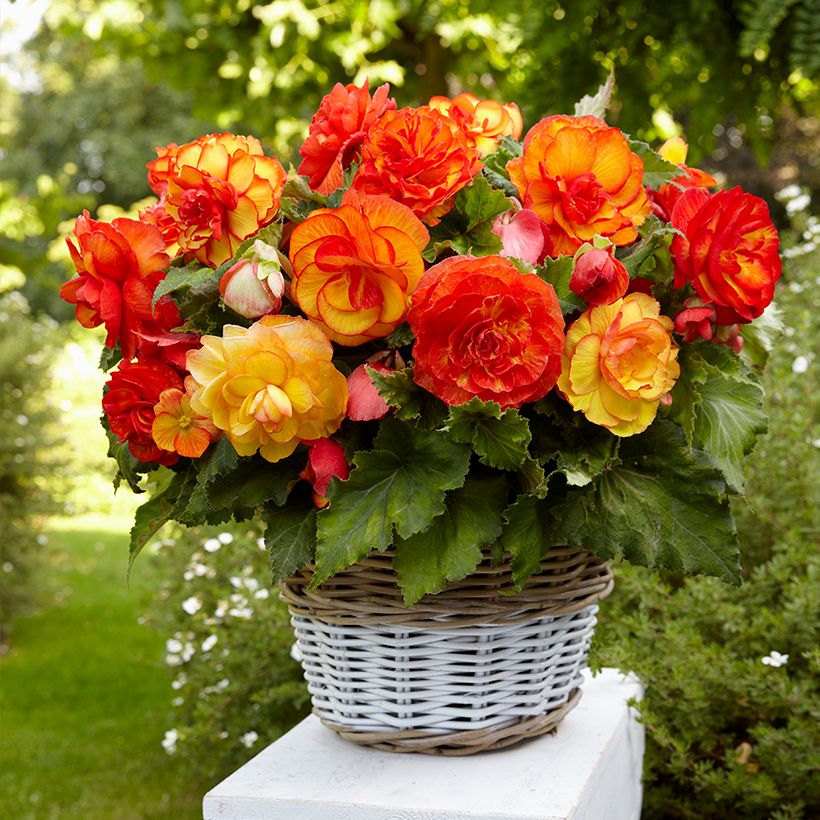Begonia Sangria - Bégonia tubéreux (Port)