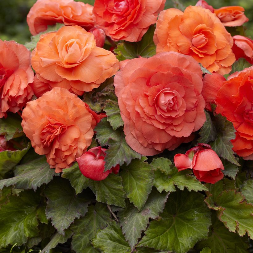 Begonia Superba Salmon - Bégonia tubéreux double saumon (Floraison)