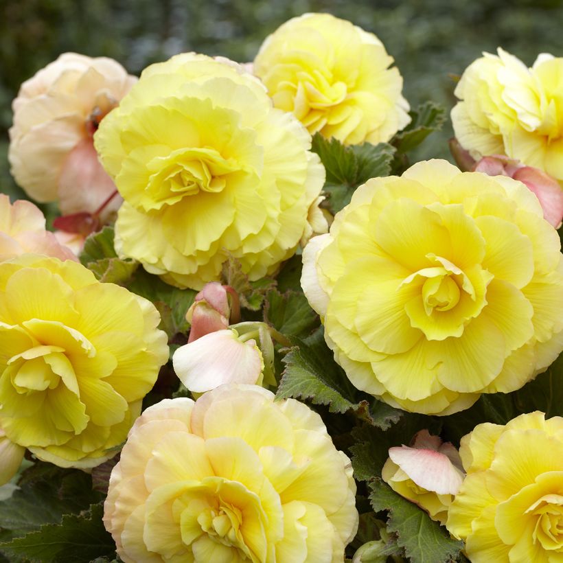 Bégonia tubéreux jaune double - Begonia Superba Yellow (Floraison)