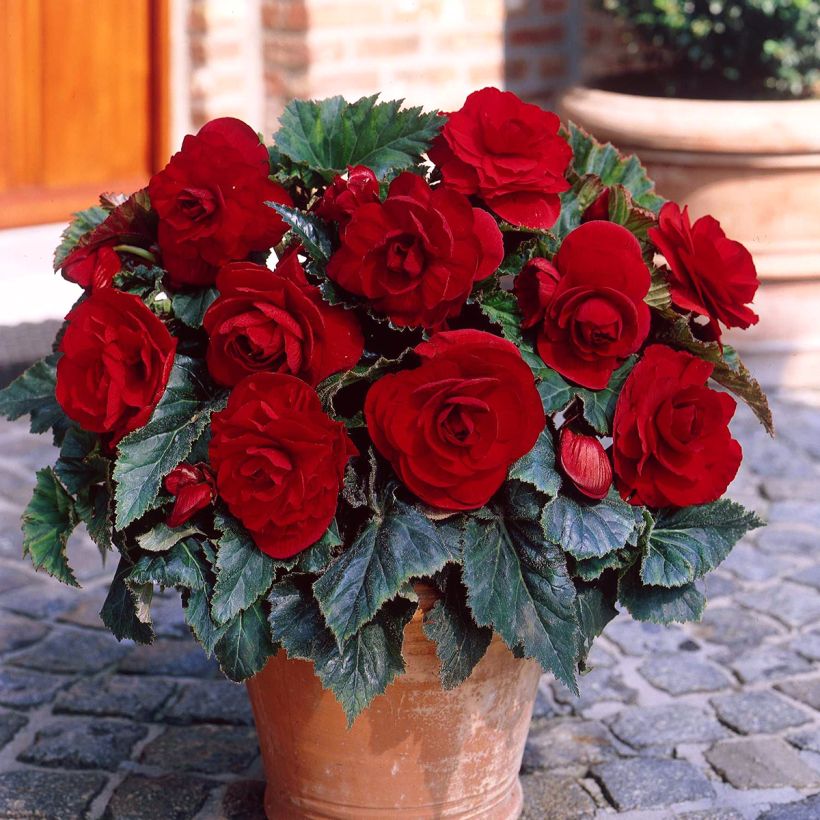 Bégonia double Dark red - Begonia Grandiflora (Port)