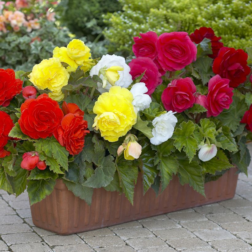 Bégonia double Mix 8 couleurs - Begonia Grandiflora (Port)