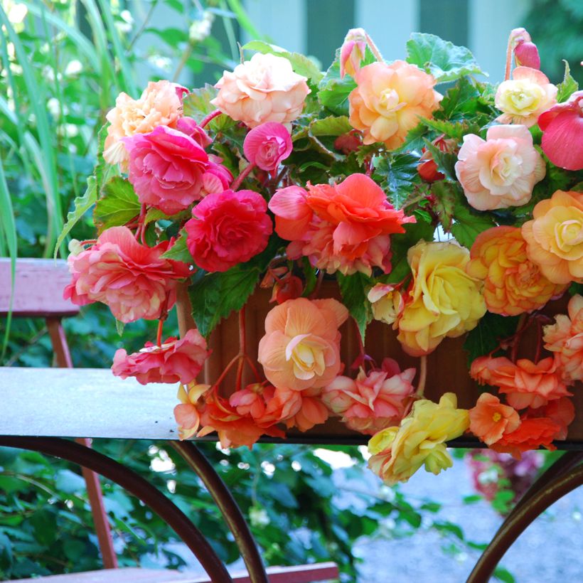 Begonia retombant Splendide mix 3 couleurs (Floraison)