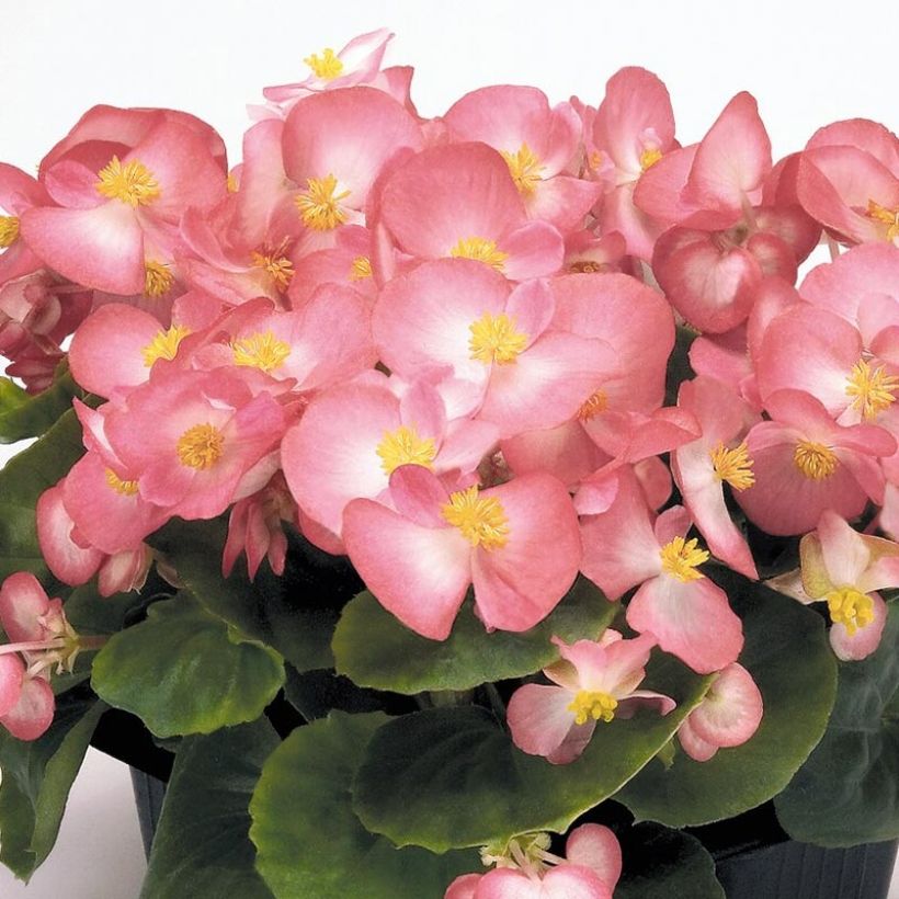 Begonia semperflorens Mascotte Bicolour Improved (Floraison)