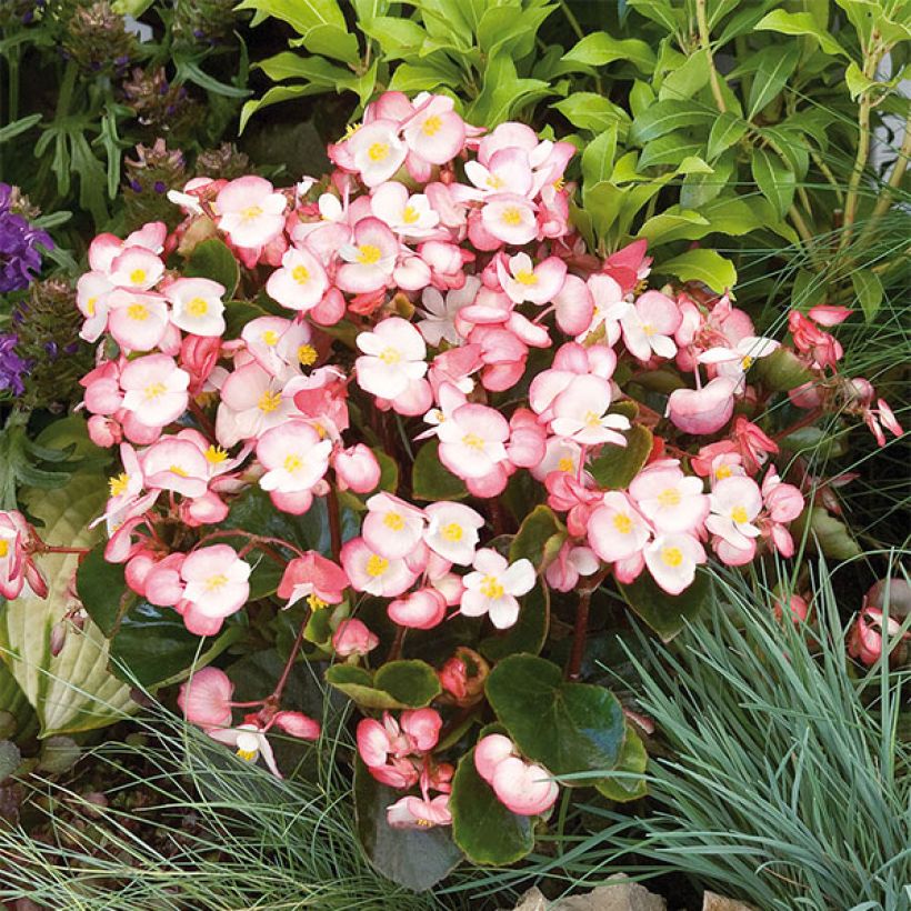 Bégonia semperflorens Maxima Rose Bicolor (Floraison)