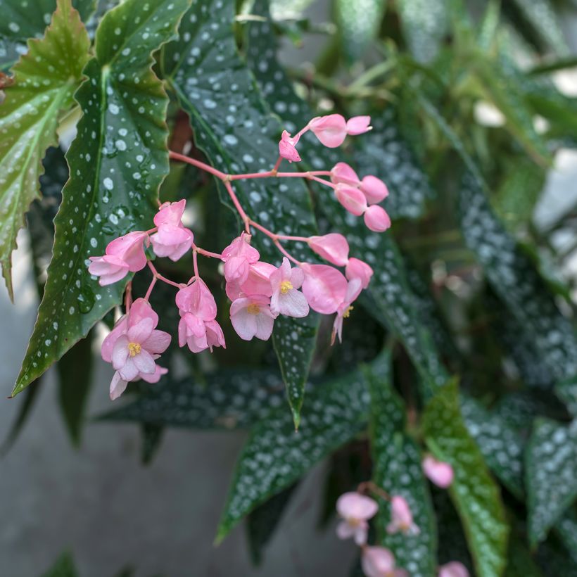 Begonia Wings maculata Silverspot - Bégonia Bambou (Floraison)