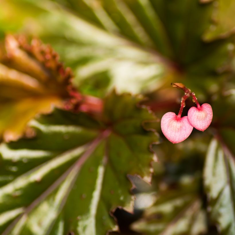 Begonia Wings serratipetala (Floraison)