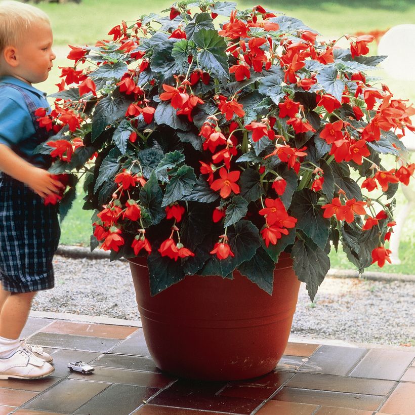 Bégonia retombant Skaugum - Begonia bertinii (Port)