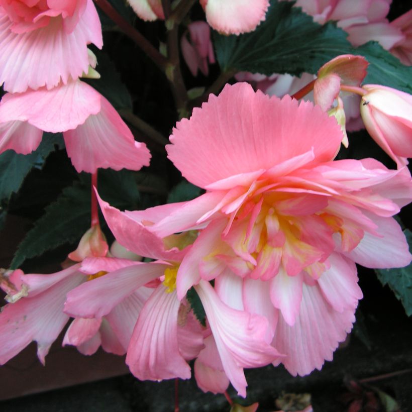 Graines de Bégonia retombant Chanson Pink and White Bicolor - Begonia x tuberhybrida pendula (Floraison)