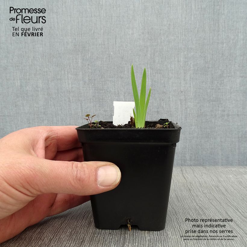 Spécimen de Belamcanda chinensis Hello Yellow - Iris tigré Godet de 8/9 cm tel que livré en hiver