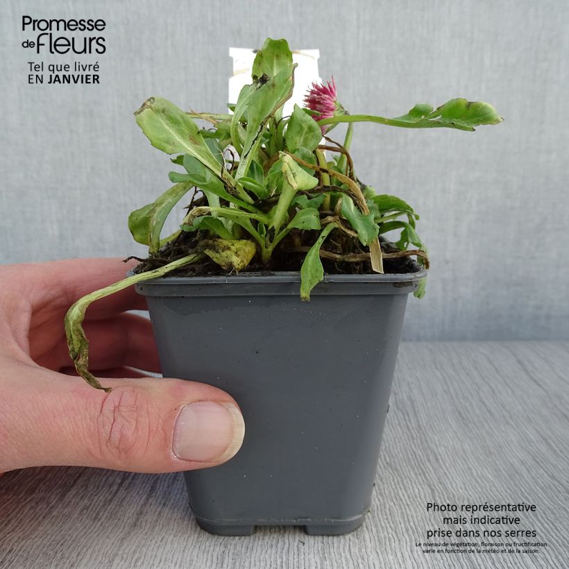 Spécimen de Bellis perennis Roode -  Pâquerette rouge Godet de 8/9 cm tel que livré en hiver