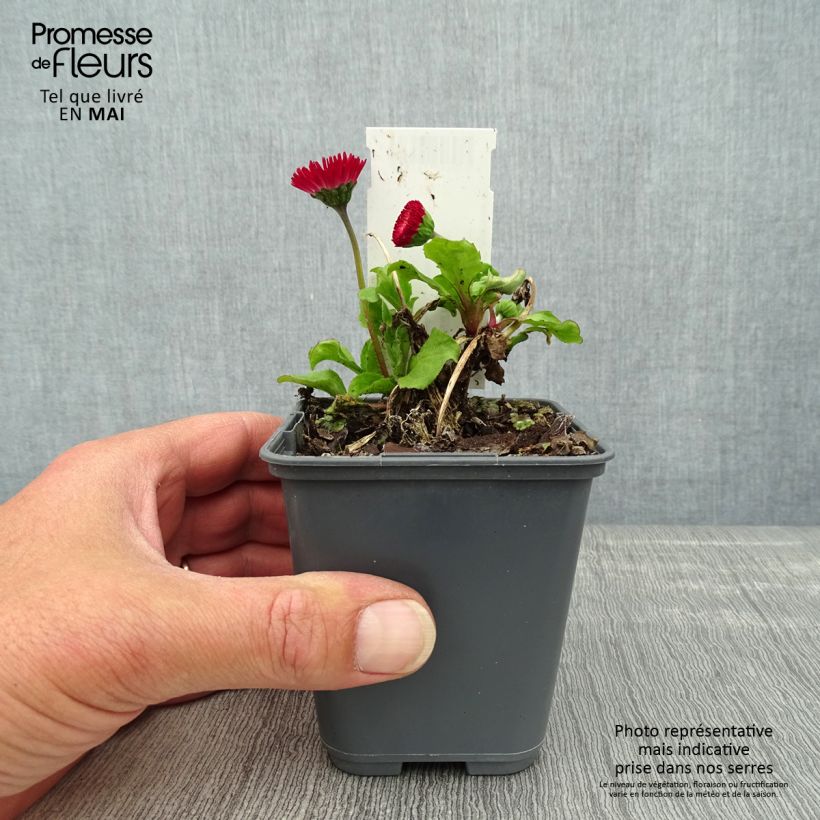 Spécimen de Bellis perennis Roode -  Pâquerette rouge Godet de 8/9 cm tel que livré au printemps