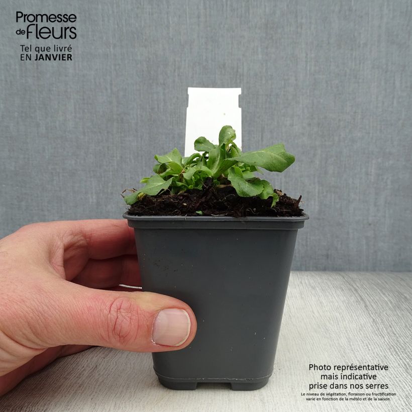 Spécimen de Bellis perennis Roze - Pâquerette rose Godet de 7/8 cm tel que livré en hiver