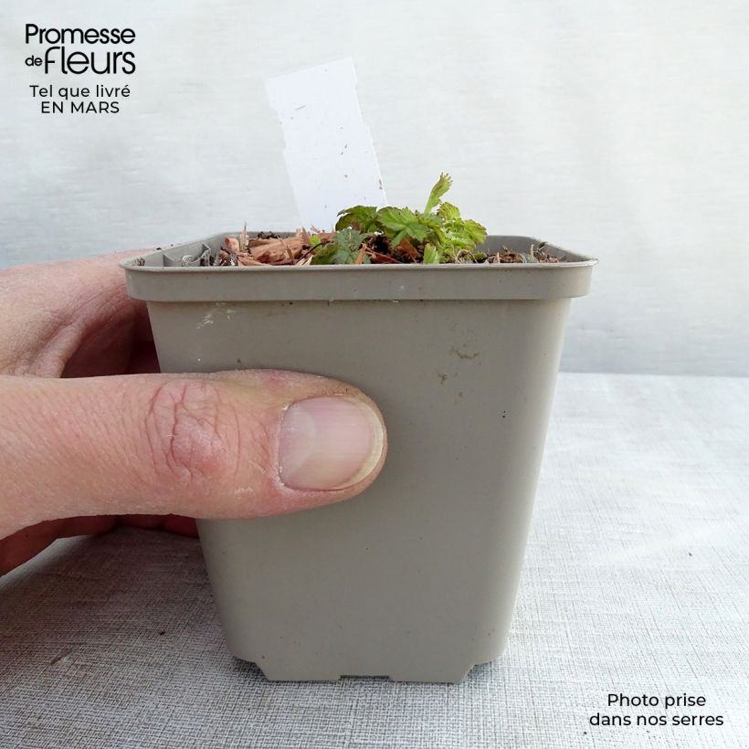 Spécimen de Benoîte Alabama Slammer Godet de 8/9 cm tel que livré en hiver