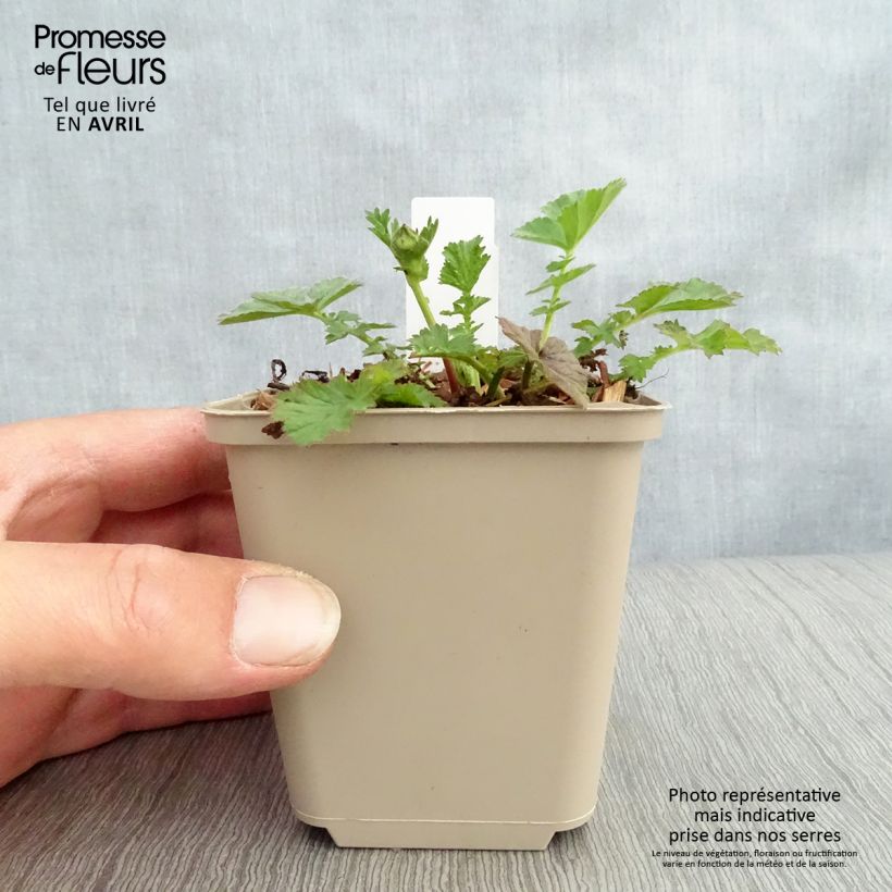 Spécimen de Benoîte Dolly North Godet de 8/9 cm tel que livré au printemps