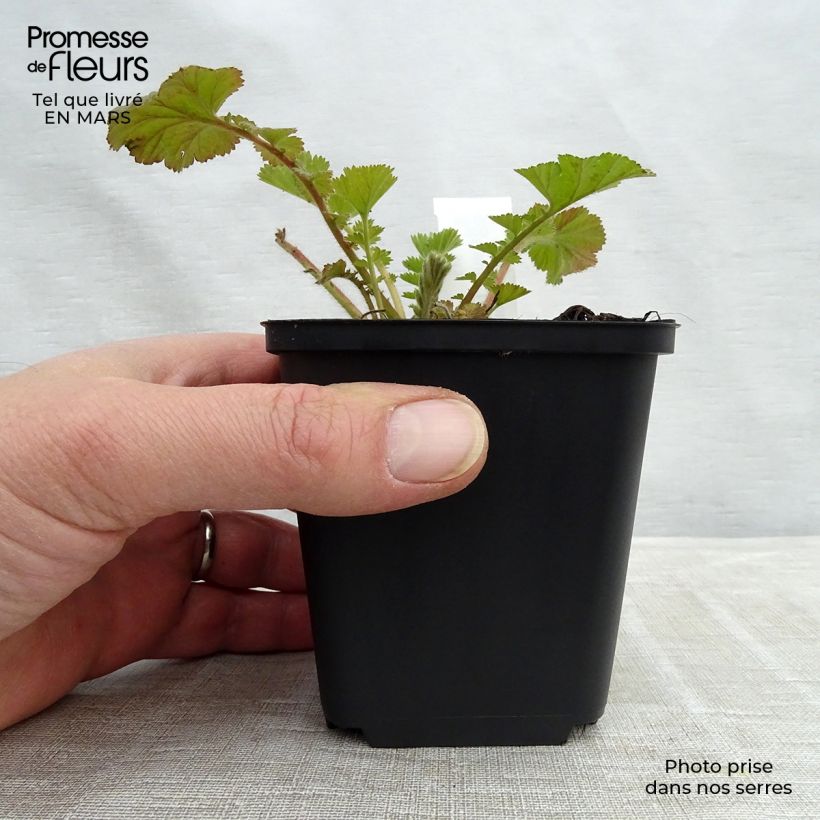 Spécimen de Benoîte Fire Storm Godet de 8/9 cm tel que livré en hiver