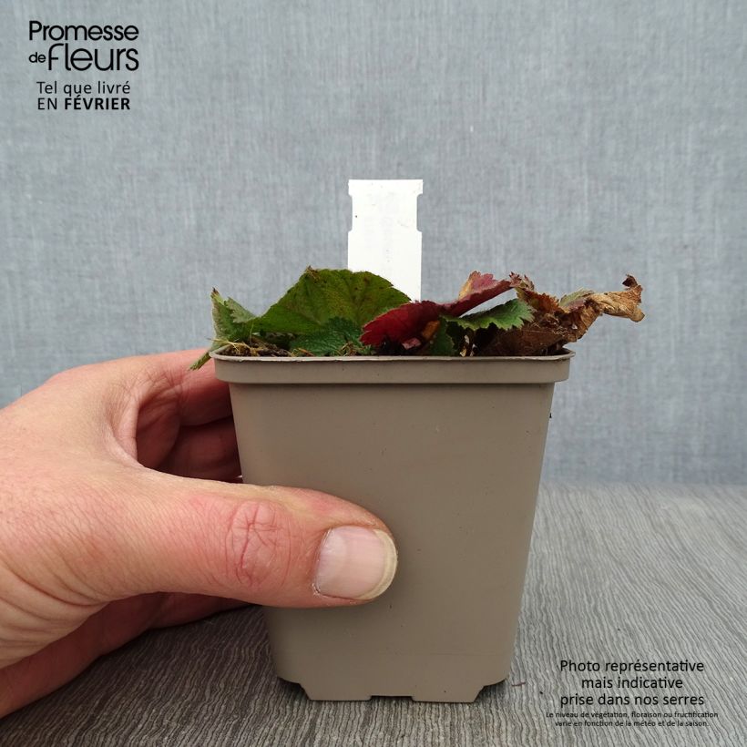 Spécimen de Benoîte Sigiswang Godet de 8/9 cm tel que livré en hiver