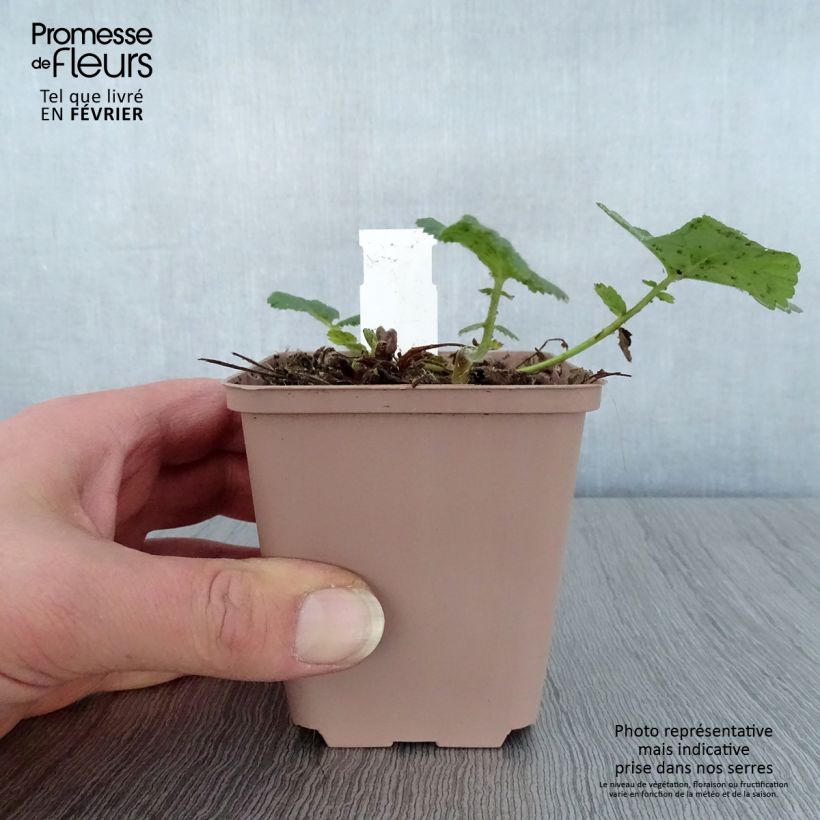 Spécimen de Benoîte des rives Album Godet de 8/9 cm tel que livré en hiver