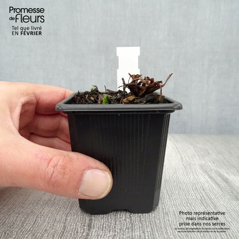 Spécimen de Benoîte des rives Coppertone Godet de 8/9 cm tel que livré en hiver