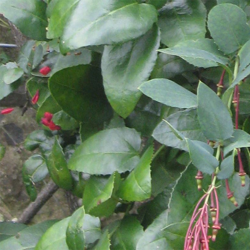 Berberidopsis corallina - Plante Corail (Feuillage)