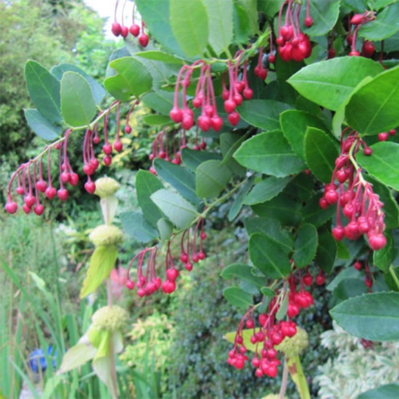 Berberidopsis corallina - Plante Corail (Floraison)