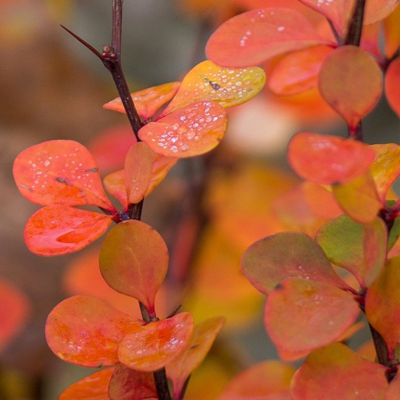 Berberis (x) thunbergii Orange Ice - Epine-vinette (Feuillage)