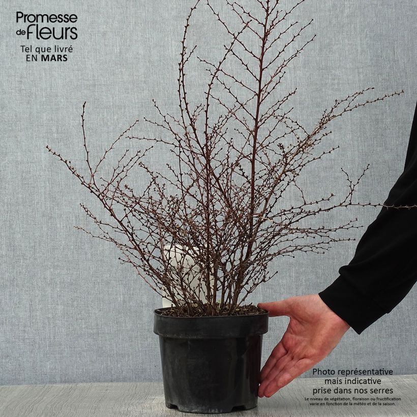Spécimen de Berberis thunbergii Golden Dream - Épine-vinette Pot de 2L/3L tel que livré en hiver