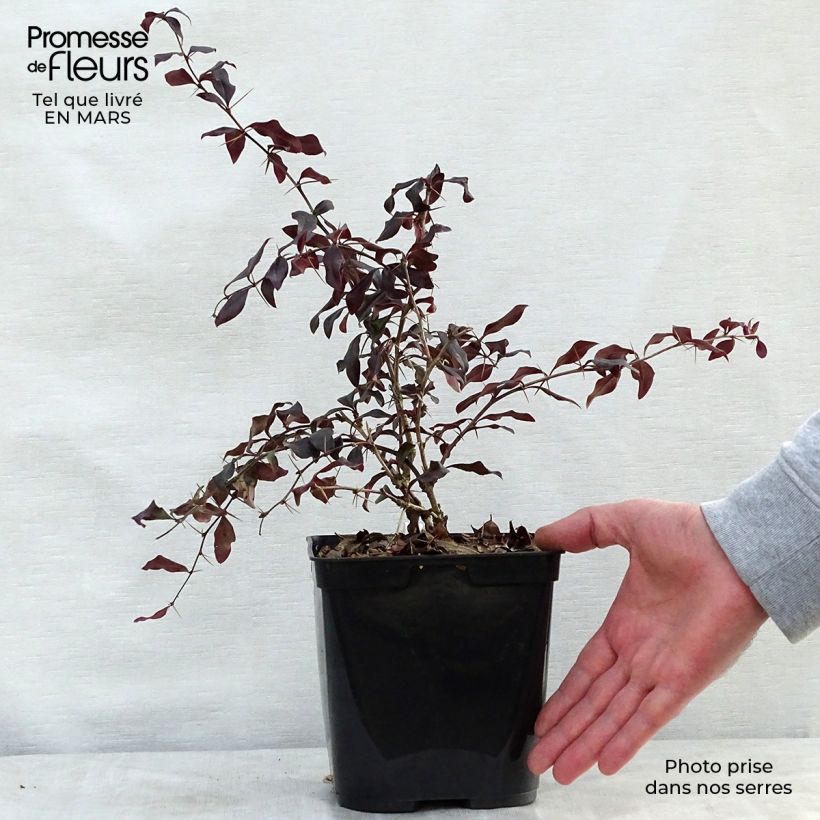 Spécimen de Berberis Thunderbolt® - Epine-vinette Pot de 2L/3L tel que livré au printemps