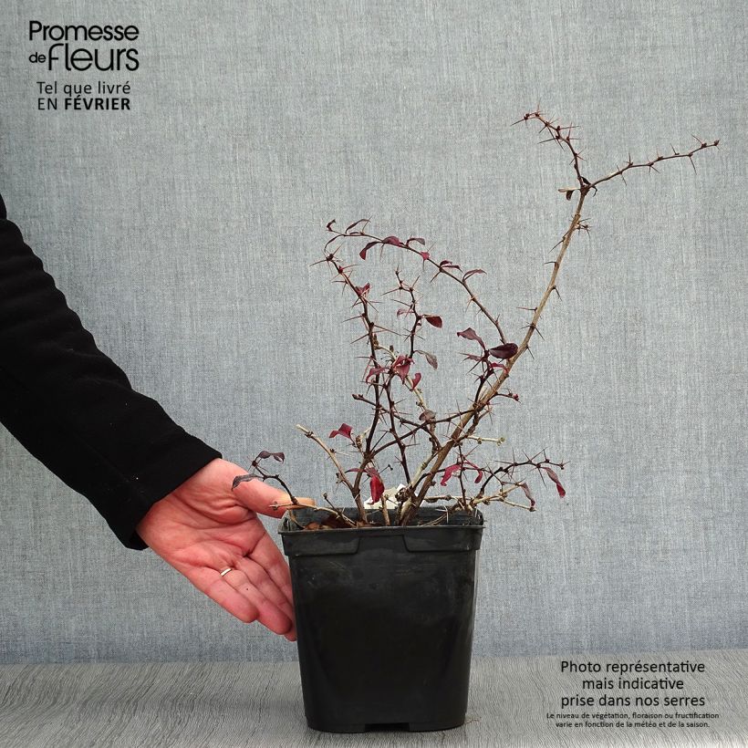 Spécimen de Berberis Thunderbolt® - Epine-vinette Pot de 2L/3L tel que livré en hiver
