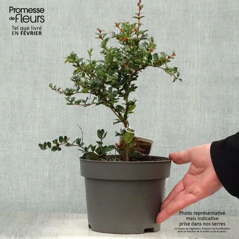 Spécimen de Berberis darwinii - Epine-vinette de Darwin Pot de 2L/3L tel que livré en hiver