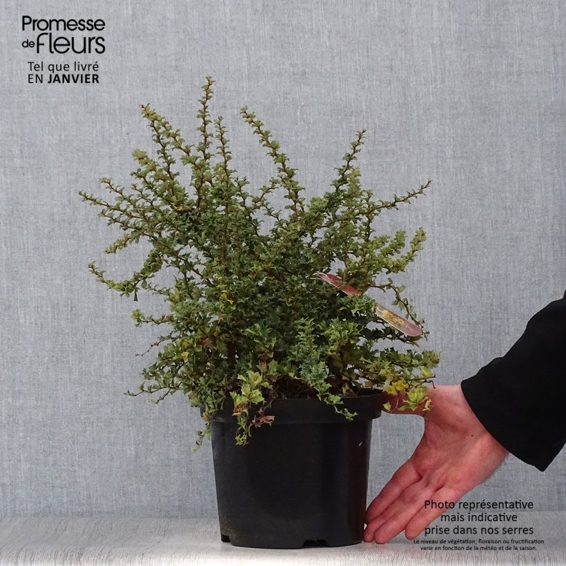 Spécimen de Berberis darwinii Compacta - Épine-vinette Pot de 2L/3L tel que livré en hiver