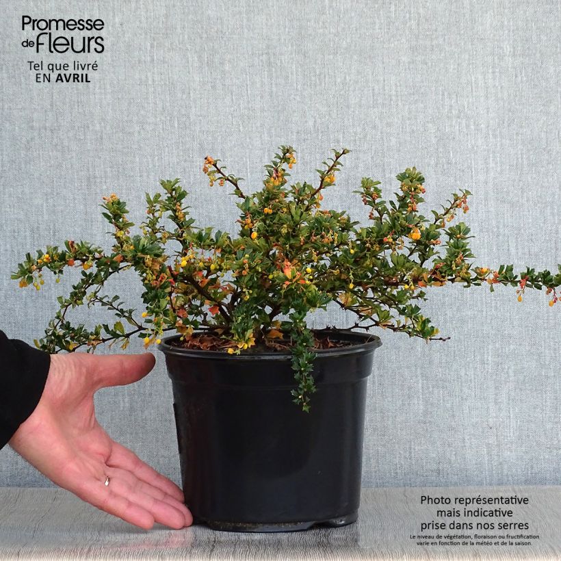 Spécimen de Berberis darwinii Compacta - Épine-vinette Pot de 3L/4L tel que livré au printemps