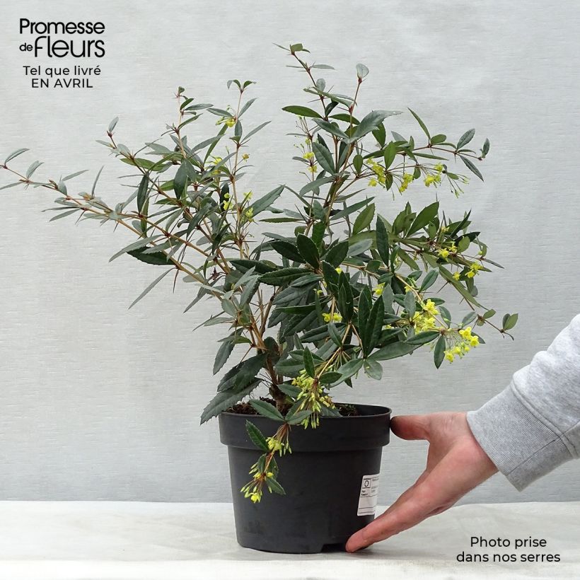 Agracejo chino - Berberis julianae Maceta 2L/3L Ejemplar entregado en la primavera