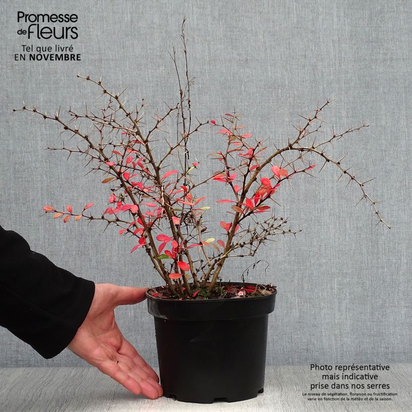Spécimen de Berberis media Parkjuweel - Épine vinette Pot de 2L/3L tel que livré en automne