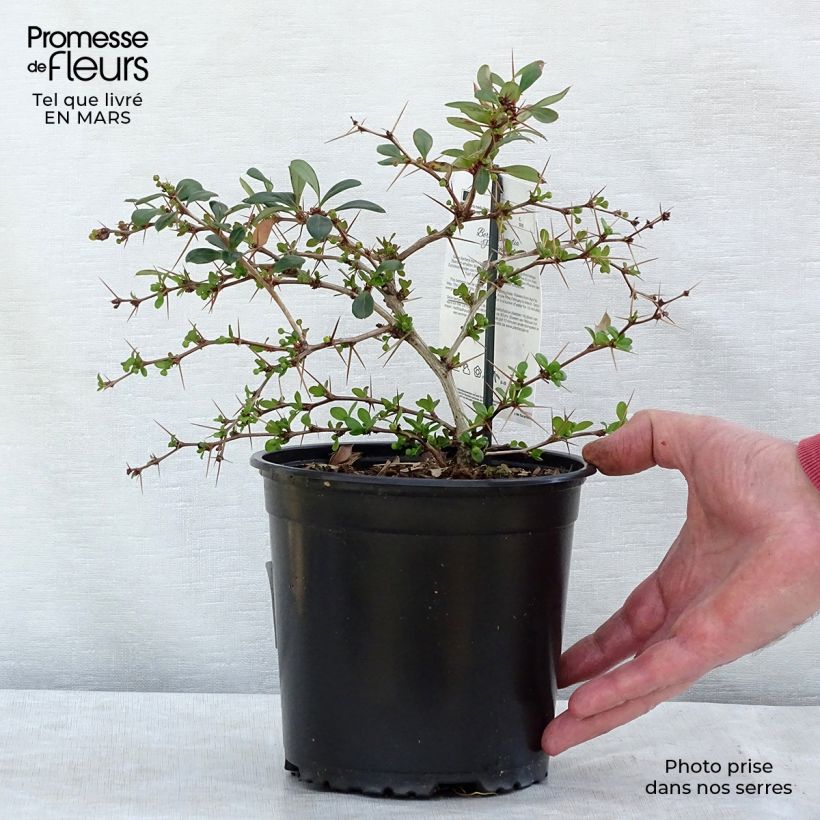 Spécimen de Berberis media Parkjuweel - Épine vinette Pot de 2L/3L tel que livré en hiver