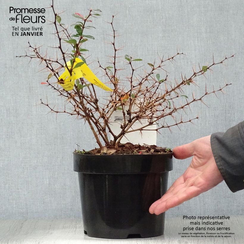 Spécimen de Berberis media Red Jewel - Epine-vinette Pot de 3L/4L tel que livré en hiver