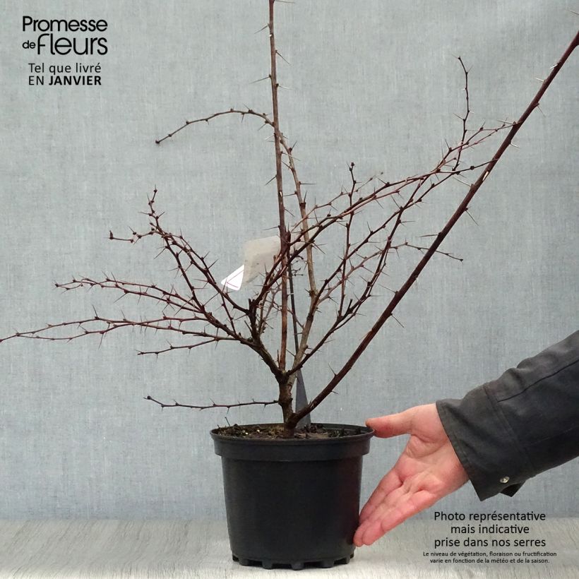 Spécimen de Berberis ottawensis Auricoma - Epine-vinette. Pot de 3L/4L tel que livré en hiver