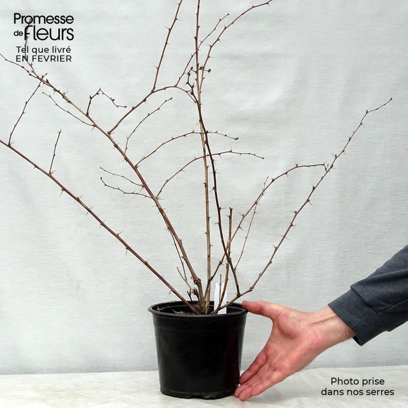 Spécimen de Berberis ottawensis Superba - Epine-vinette Pot de 3L/4L tel que livré en hiver