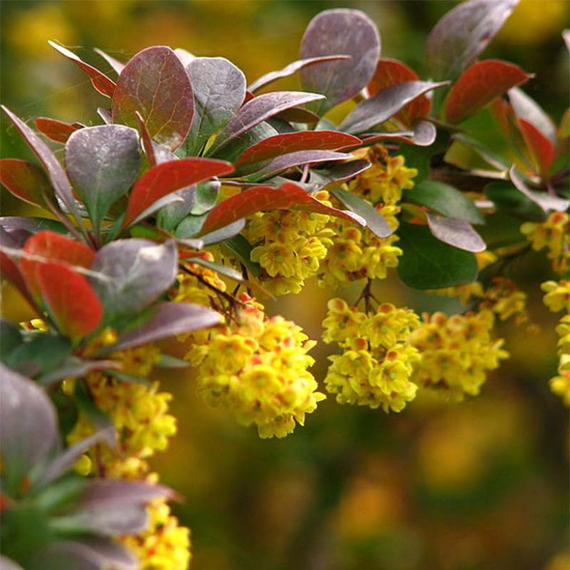 Berberis thunbergii - Epine-vinette de Thunberg (Floraison)